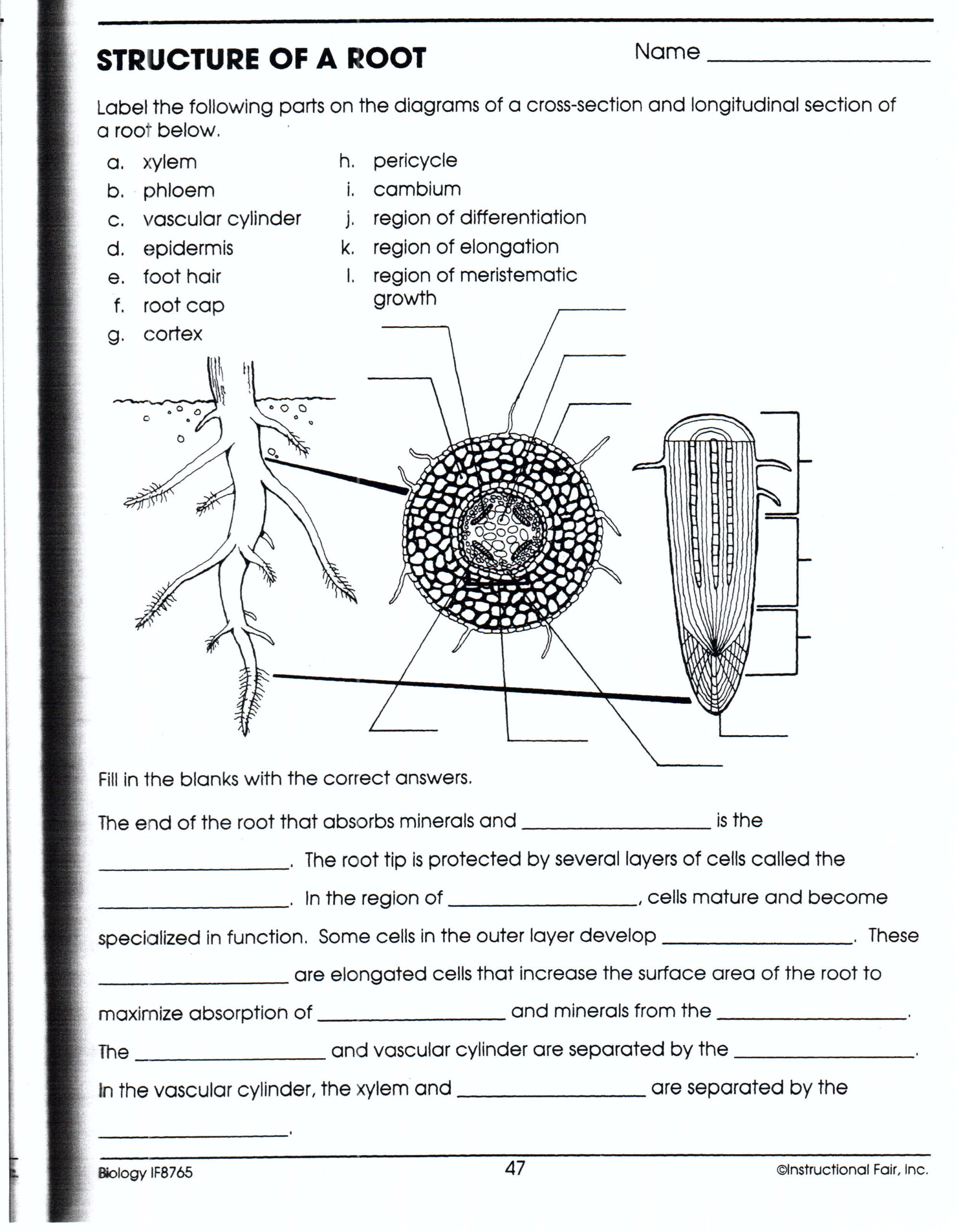 Structure Of A Root Worksheet Answers Biology If8765 Worksheet List