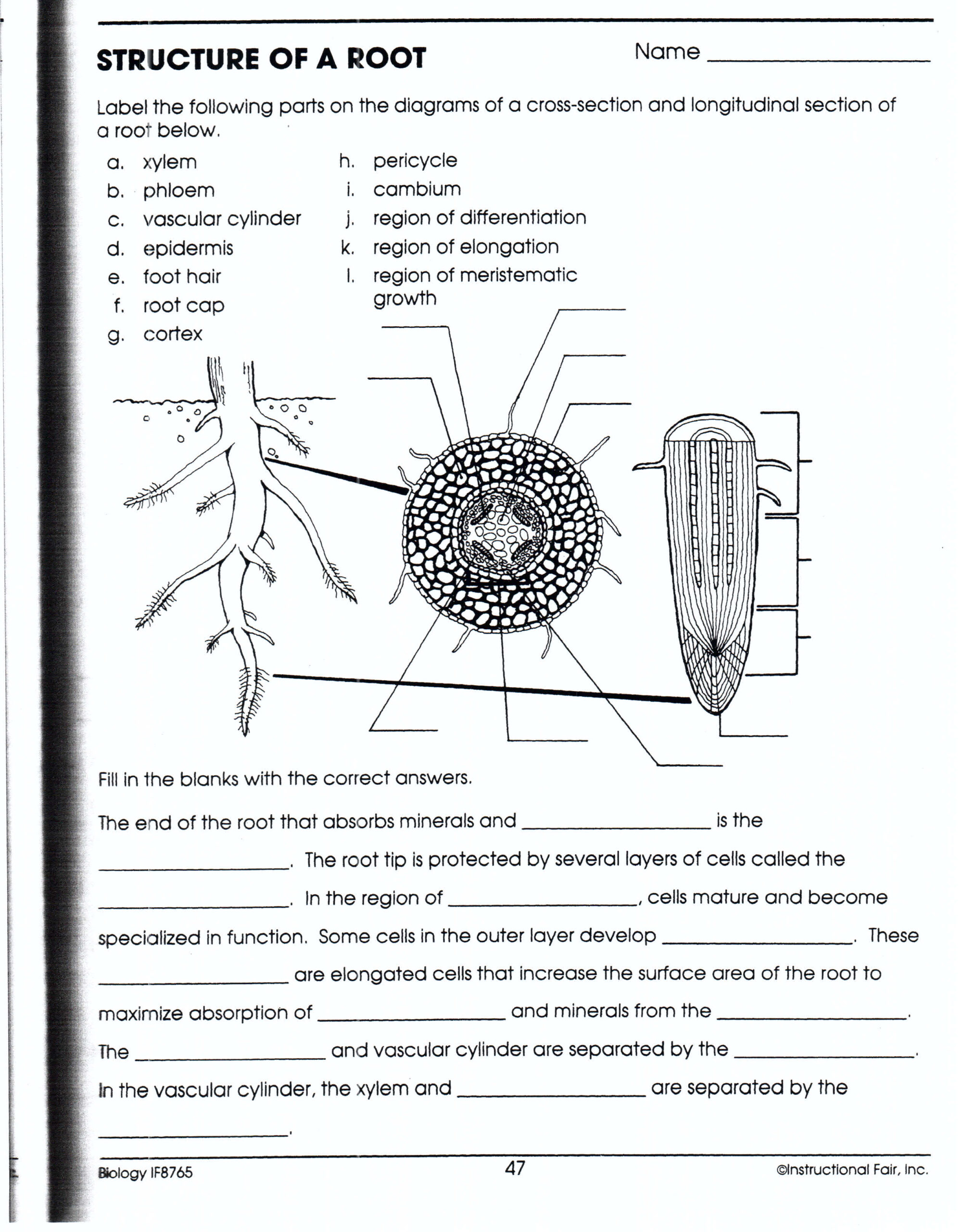 Plant Anatomy Worksheet Answers Anatomy Worksheets