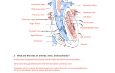 Structure Of The Heart Circulation Review Answer Key
