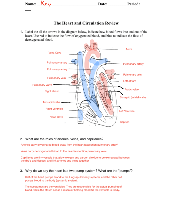 Heart Anatomy And Blood Flow Worksheet Answers