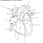 Structure Of The Heart Worksheet Google Search Heart Diagram Human