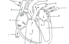 Structure Of The Heart Worksheet Google Search Heart Diagram Human