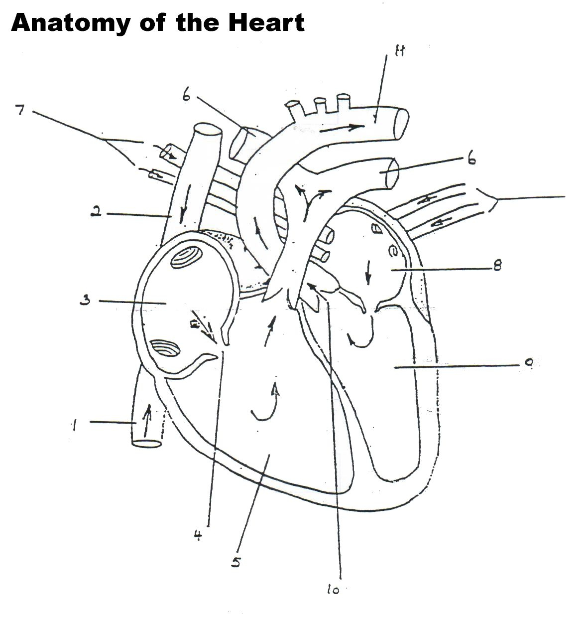 Structure Of The Heart Worksheet Google Search Heart Diagram Human 