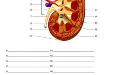 Structures Of The Kidney Quiz Or Worksheet Biology Classroom Biology
