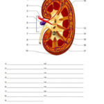 Structures Of The Kidney Quiz Or Worksheet Biology Classroom Biology