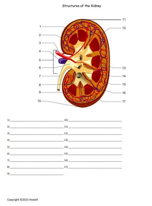Structures Of The Kidney Quiz Or Worksheet Biology Classroom Biology 