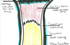 Student Drawn Bone Diagram Worksheets Student Drawing Measurement