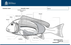 Student Worksheet Bony Fish Anatomy Painted Sweetlips Department