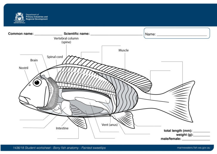 Bony Fish Anatomy Worksheet