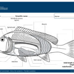 Student Worksheet Bony Fish Anatomy Painted Sweetlips Department