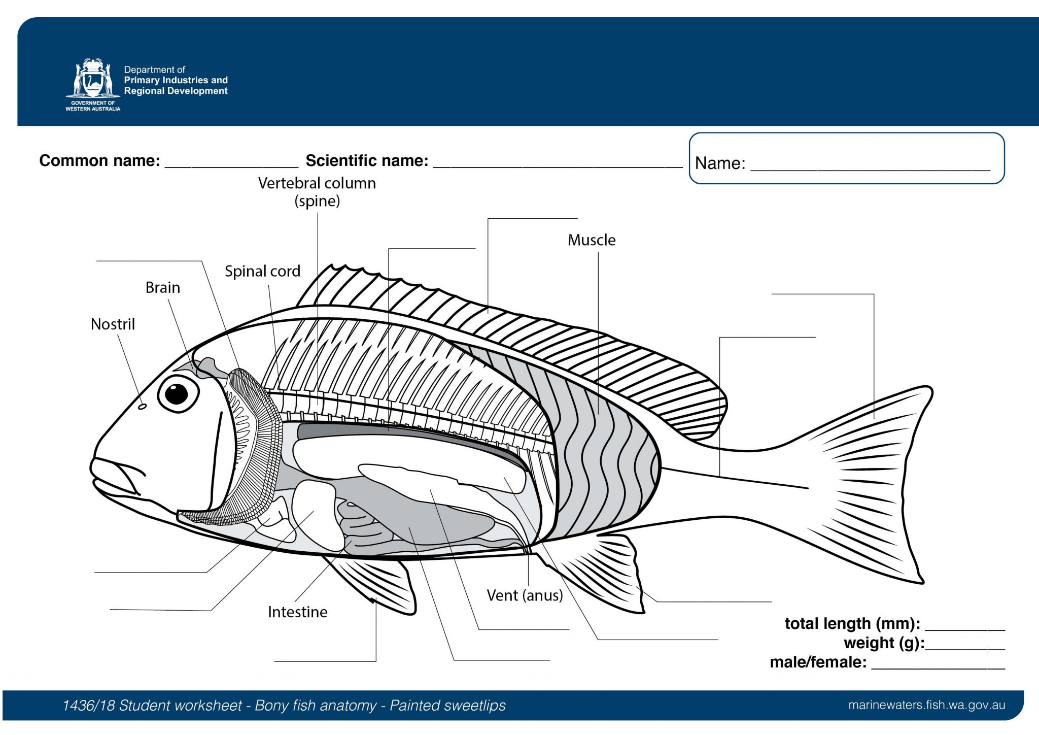 Student Worksheet Bony Fish Anatomy Painted Sweetlips Department 