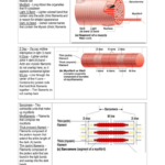 STUDY GUIDE Skeletal Muscle Microscopic Anatomy