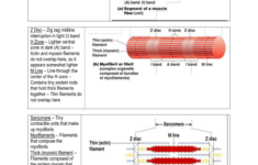 STUDY GUIDE Skeletal Muscle Microscopic Anatomy