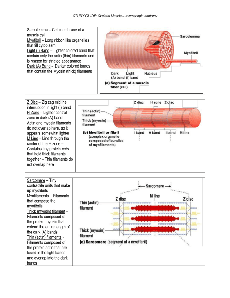 Microscopic Anatomy And Organization Of Skeletal Muscle Worksheet