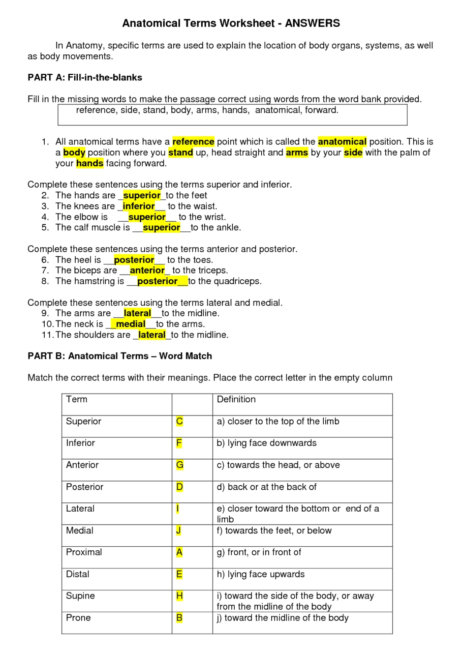 Super Teacher Anatomical Terminology Worksheet Body Systems 