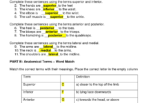 Super Teacher Anatomical Terminology Worksheet Directional Terms