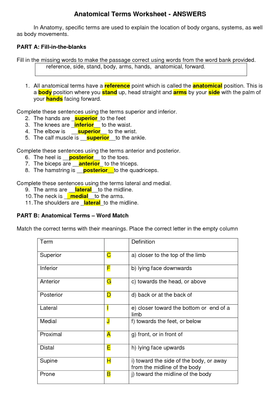 Super Teacher Anatomical Terminology Worksheet Directional Terms 