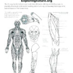 Teach Child How To Read College Printable Anatomy Labeling Worksheets
