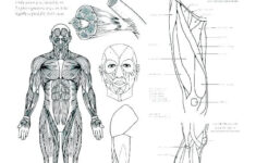 Teach Child How To Read College Printable Anatomy Labeling Worksheets