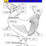 Teach Your Children Well Science Chicken Anatomy Chickens Pet