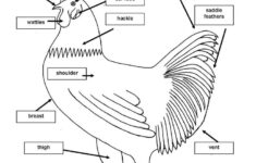 Teach Your Children Well Science Chicken Anatomy Chickens Pet