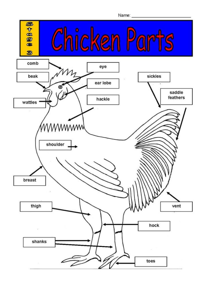 Chicken Anatomy Worksheet