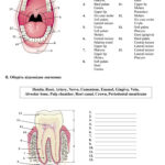 Teeth Anatomy Oral Cavity English ESL Worksheets For Distance