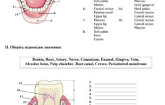 Teeth Anatomy oral Cavity English ESL Worksheets For Distance
