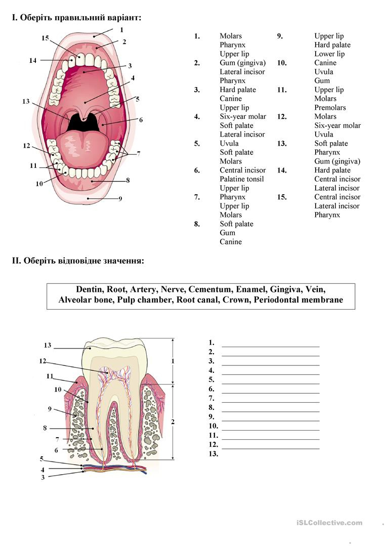Teeth Anatomy oral Cavity English ESL Worksheets For Distance 