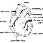 The Anatomy And Physiology Of Animals Heart Worksheet Worksheet Answers