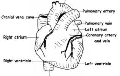 The Anatomy And Physiology Of Animals Heart Worksheet Worksheet Answers