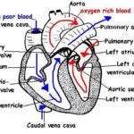 The Anatomy And Physiology Of Animals Heart Worksheet Worksheet Answers