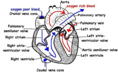 The Anatomy And Physiology Of Animals Heart Worksheet Worksheet Answers