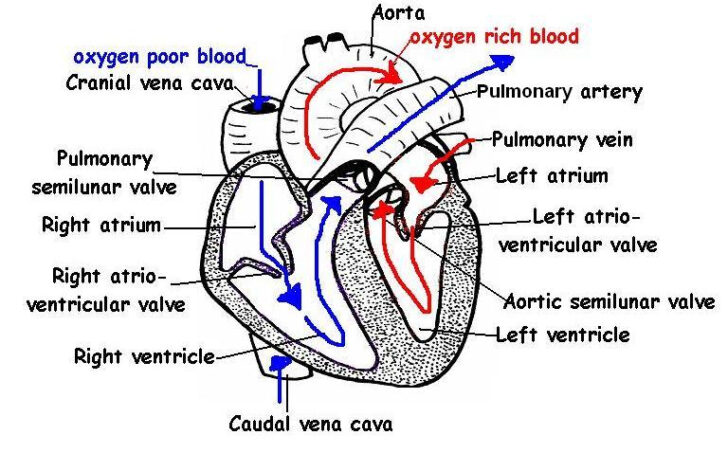 Mammalian Heart Anatomy Worksheet Internal