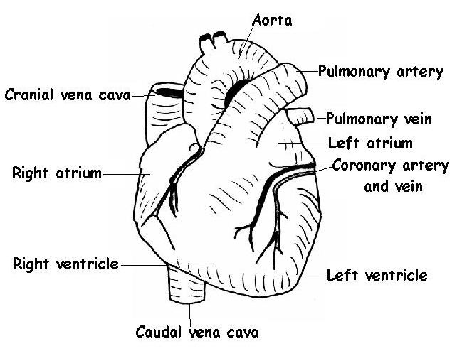 The Anatomy And Physiology Of Animals Heart Worksheet