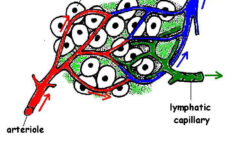 The Anatomy And Physiology Of Animals Lymphatic System Worksheet