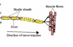 The Anatomy And Physiology Of Animals Nervous System Worksheet