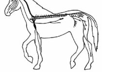 The Anatomy And Physiology Of Animals Nervous System Worksheet