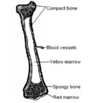 The Anatomy And Physiology Of Animals Skeleton Worksheet Worksheet