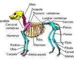 The Anatomy And Physiology Of Animals Skeleton Worksheet Worksheet