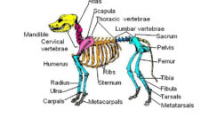 The Anatomy And Physiology Of Animals Skeleton Worksheet Worksheet