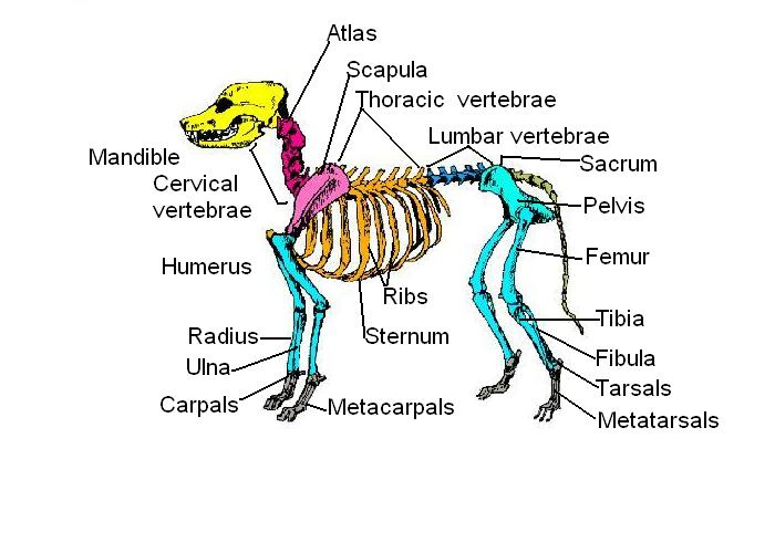 Skeletal Anatomy Of A Dog Worksheet Answers