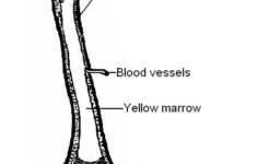The Anatomy And Physiology Of Animals Skeleton Worksheet Worksheet