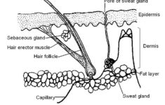 The Anatomy And Physiology Of Animals Skin Worksheet Worksheet Answers