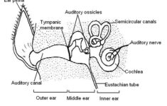 The Anatomy And Physiology Of Animals Special Senses Worksheet