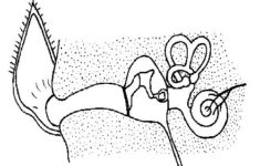 The Anatomy And Physiology Of Animals Special Senses Worksheet