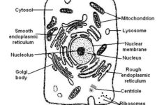 The Anatomy And Physiology Of Animals The Cell Worksheet Cell Worksheet