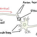 The Anatomy Of A Synapse Answer Key