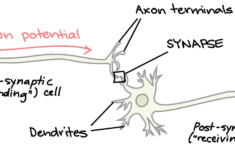 The Anatomy Of A Synapse Answer Key