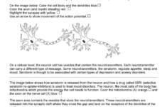 The Anatomy Of A Synapse Answer Key Fill Online Printable Fillable